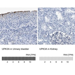 CNPase Antibody, Novus Biologicals:Antibodies:Primary Antibodies